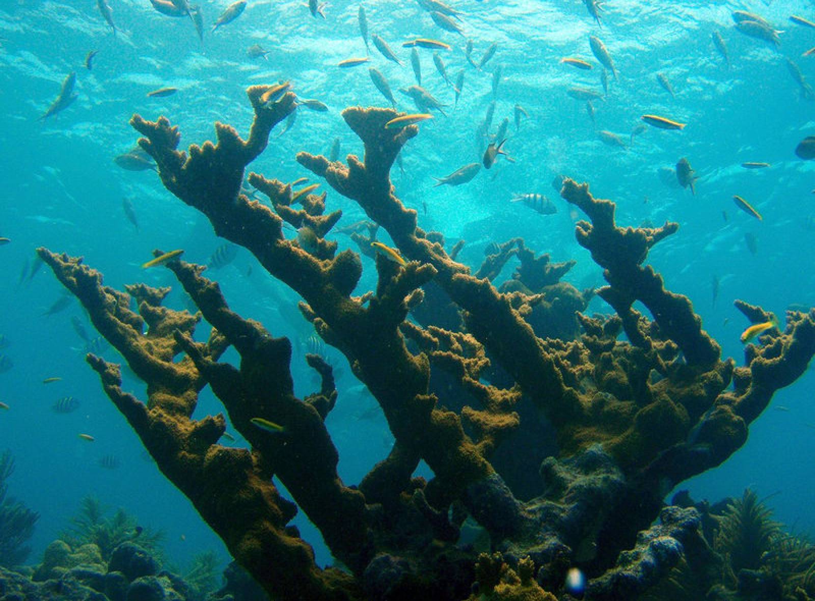 MBON and AOML Characterize Seascapes Biogeographic Regions to Understand Phytoplankton Assemblages in the Florida Keys National Marine Sanctuary