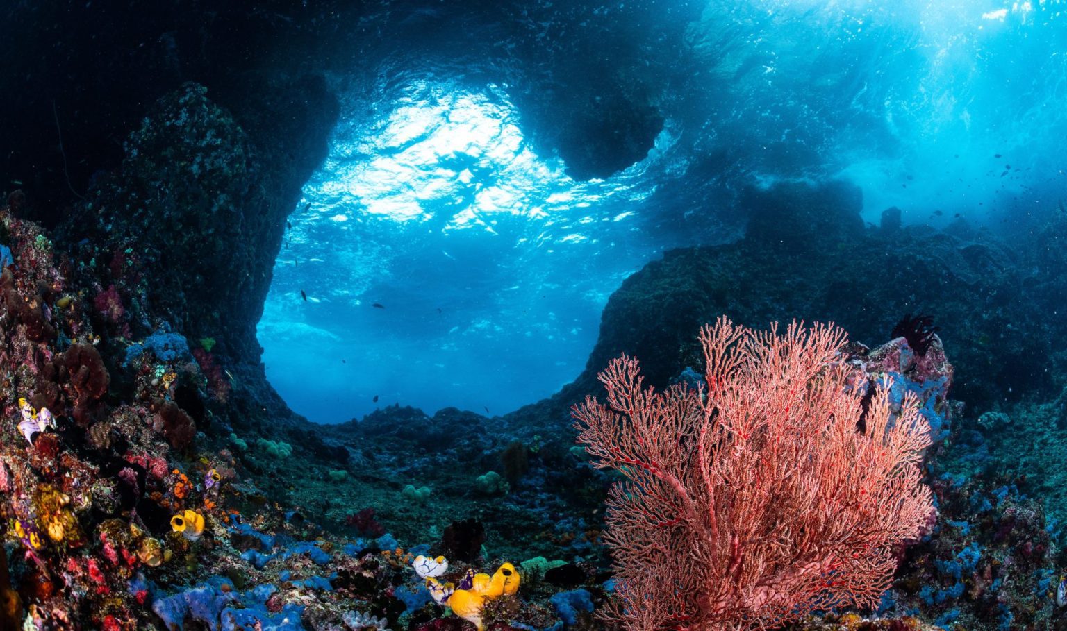 Advances in Molecular eDNA Techniques to Evaluate Taxa Diversity