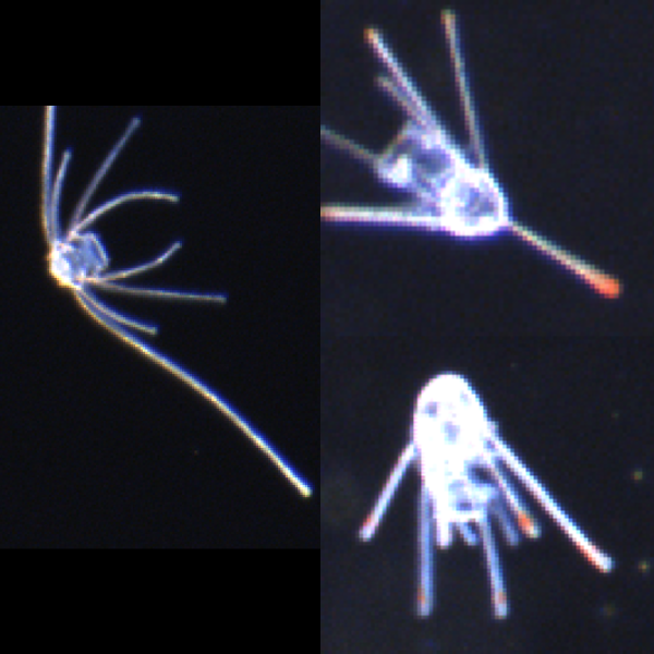 Larval forms of sea star and sea urchin