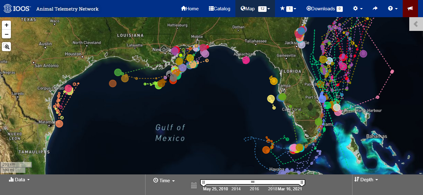ATN Data Assembly Center map showing marine animal satellite telemetry tracks in the South Florida/Gulf of Mexico region