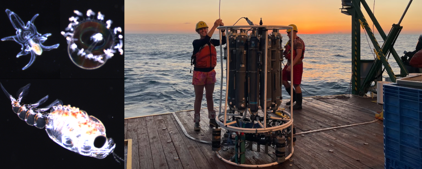 Plankton Perfect: Using Imagery to Document Microscopic Marine Life