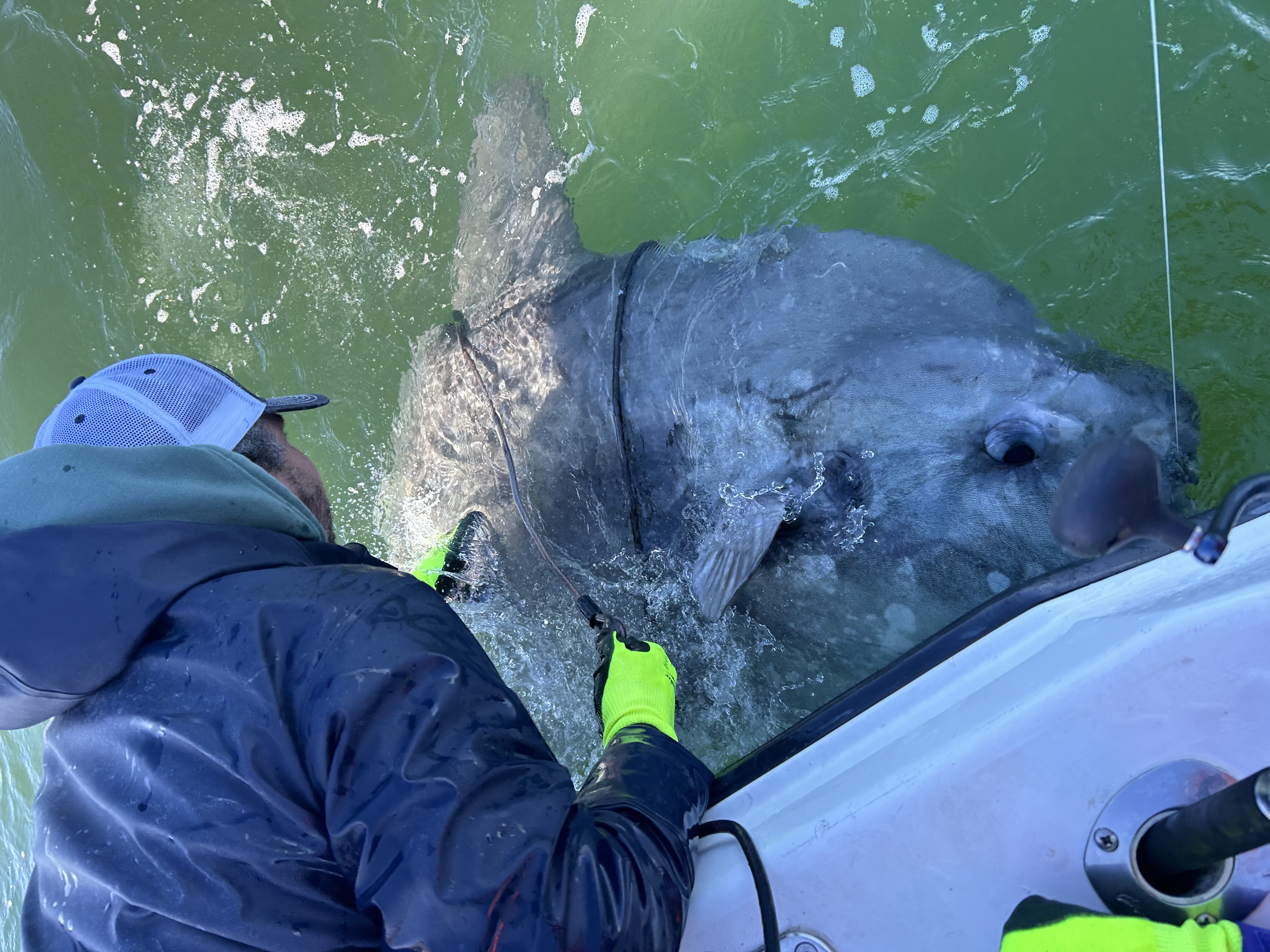 Tracking Ocean Sunfish to Map Marine Biodiversity Hotspots