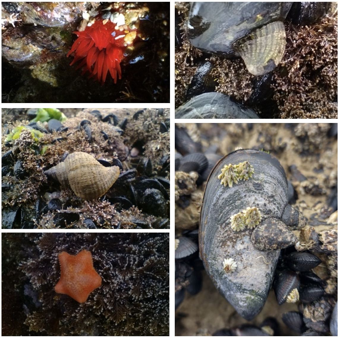 Sampling protocol for monitoring marine biodiversity on rocky shores