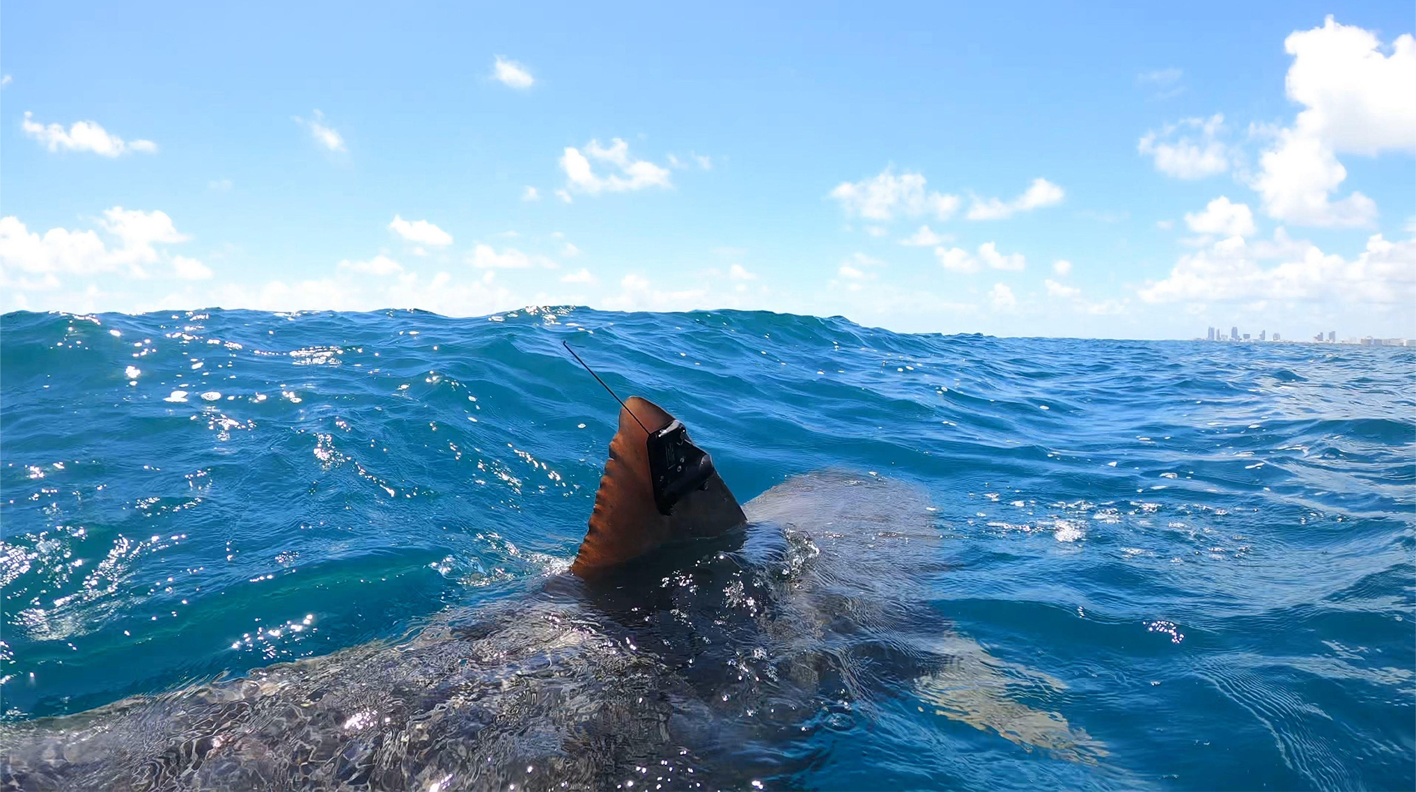 BioTrack shark tagging field work