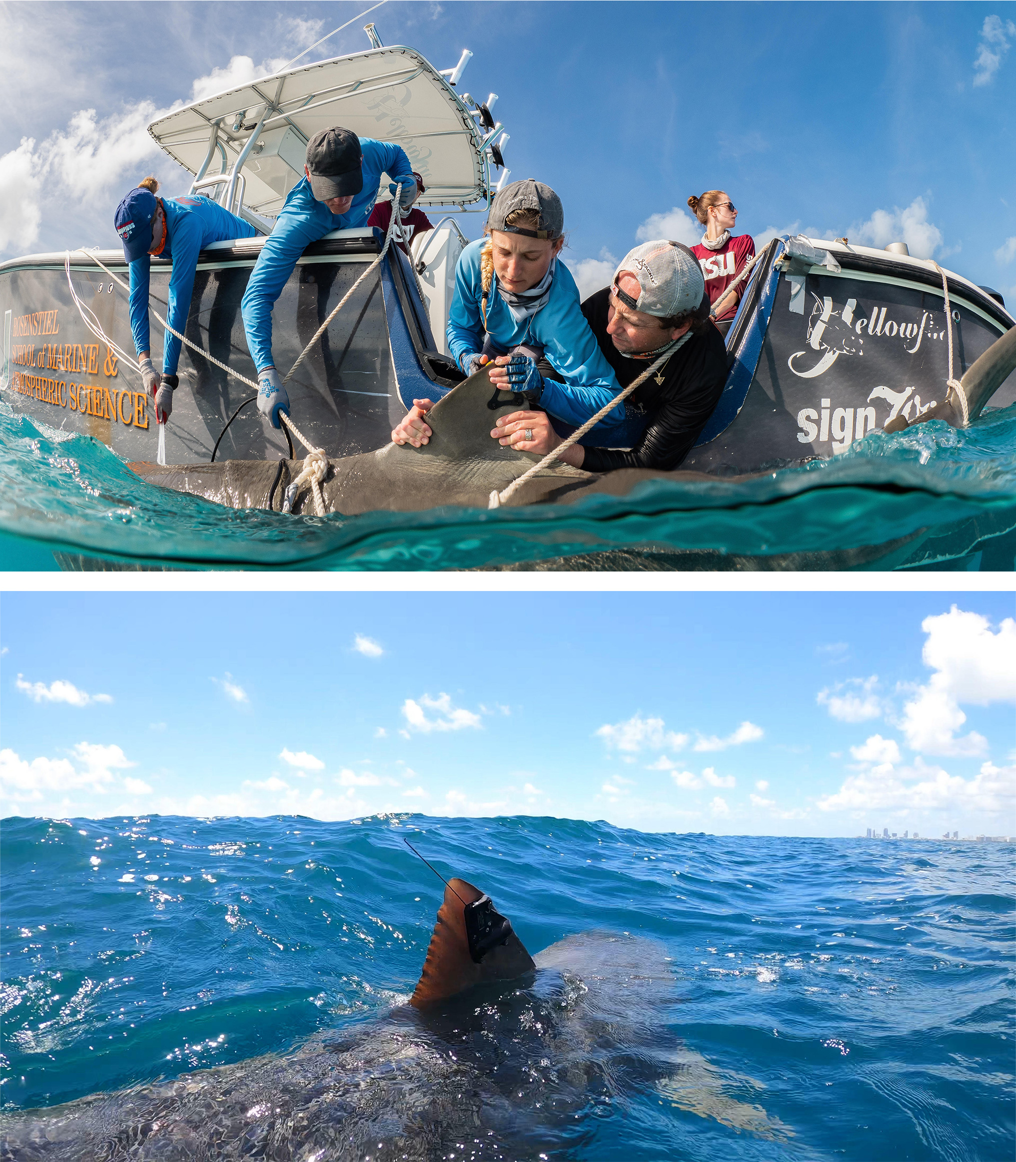 BioTrack shark tagging